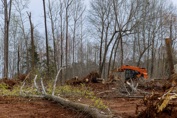 Brigantine, NJ Tree Care Company